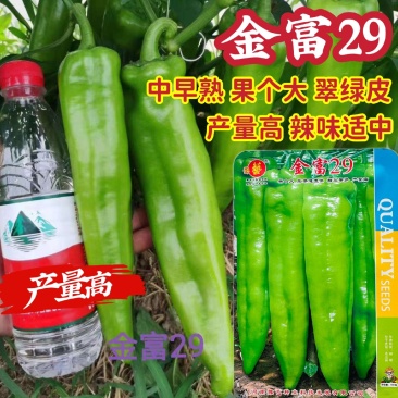豫艺大果翠绿皮辣椒种子金富29辣椒种子果个大产量高中辣