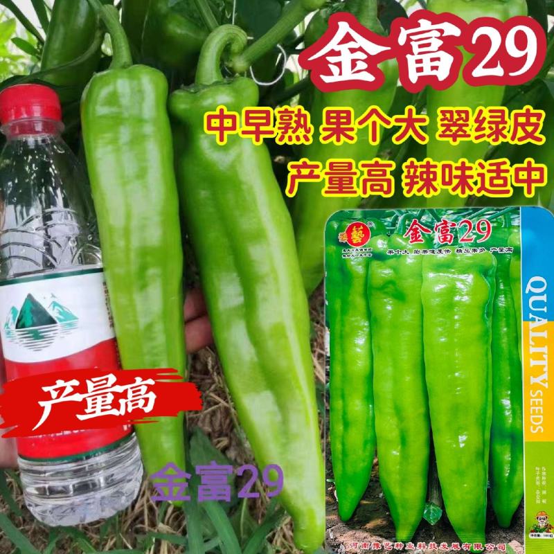 豫艺大果翠绿皮辣椒种子金富29辣椒种子果个大产量高中辣