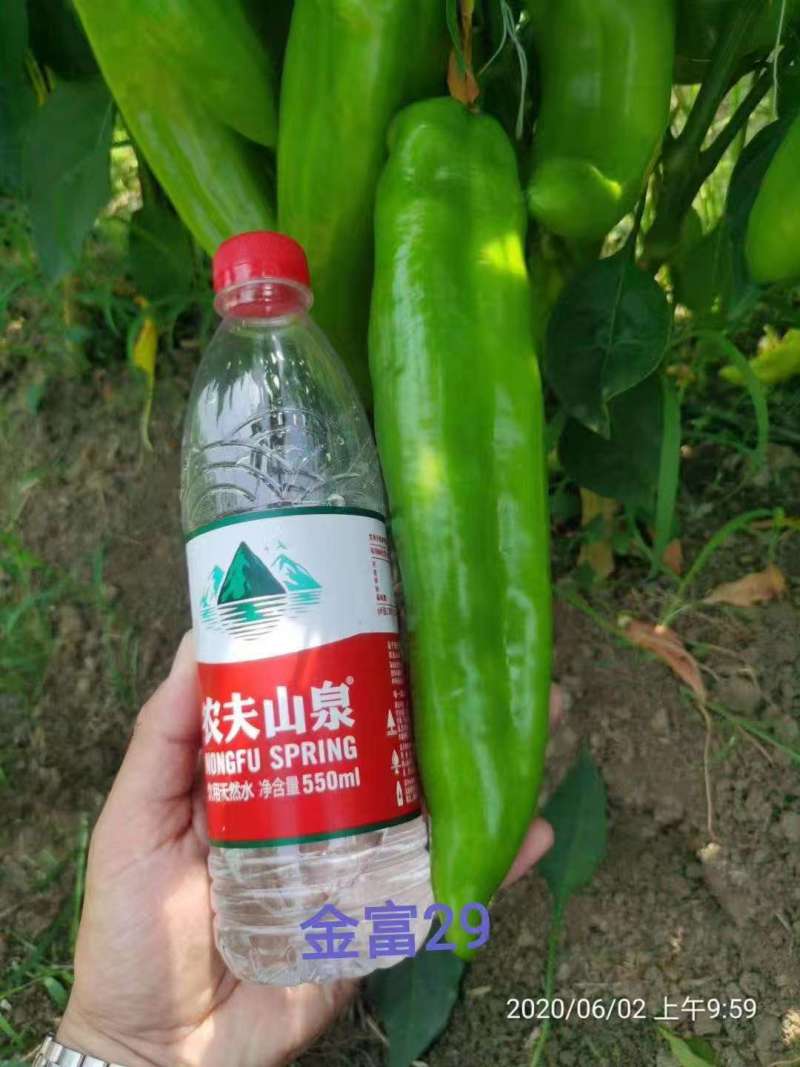豫艺大果翠绿皮辣椒种子金富29辣椒种子果个大产量高中辣