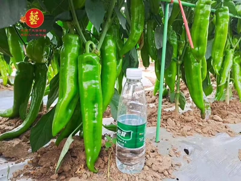 豫艺大果翠绿皮辣椒种子金富29辣椒种子果个大产量高中辣
