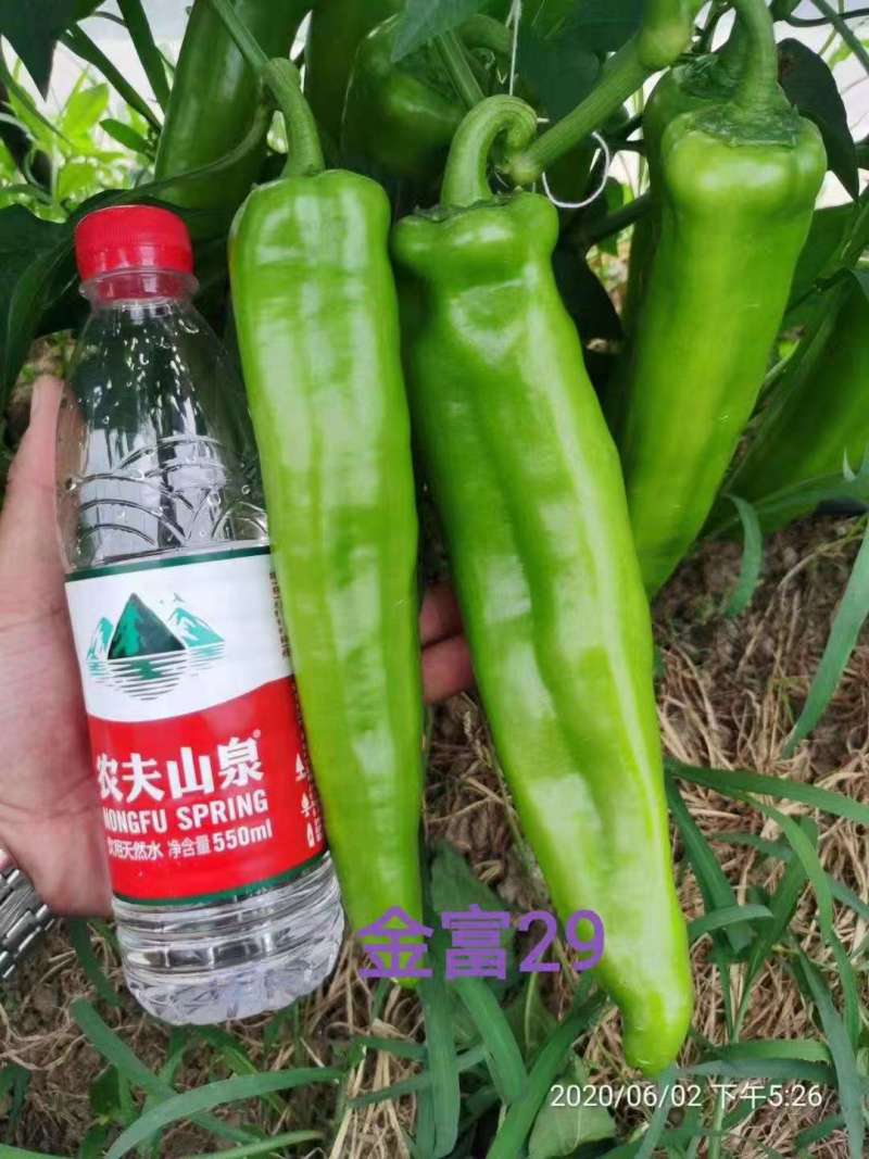 豫艺大果翠绿皮辣椒种子金富29辣椒种子果个大产量高中辣