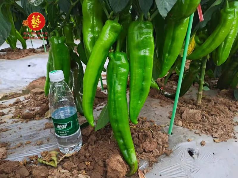 豫艺大果翠绿皮辣椒种子金富29辣椒种子果个大产量高中辣