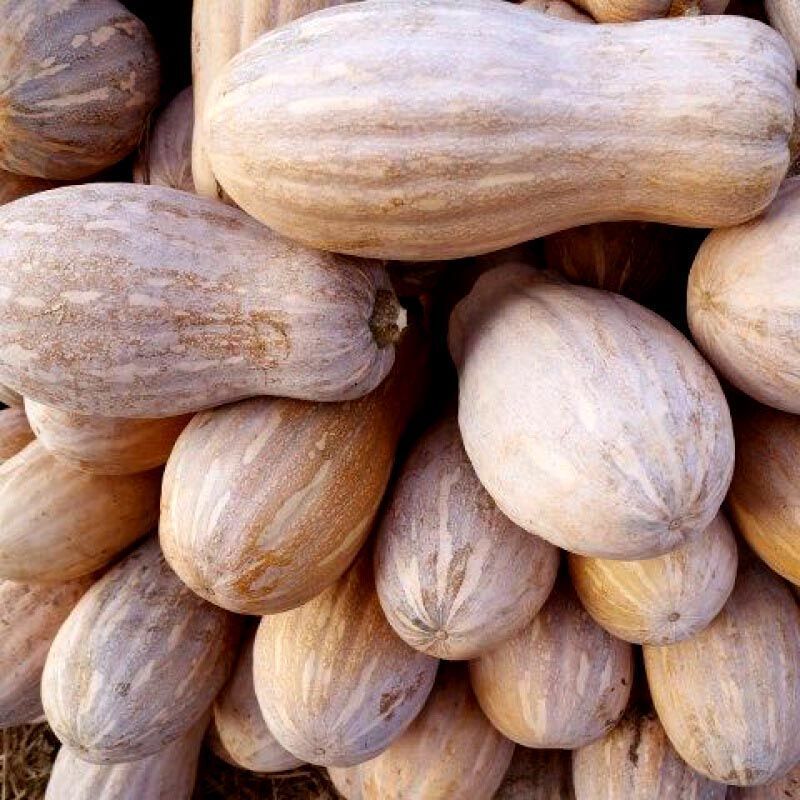 蜂蜜南瓜种子早熟大果蜜本南瓜粉糯甜蜜品质上乘口感优良