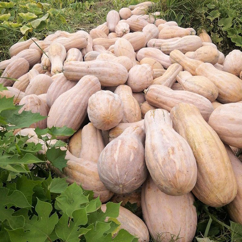 蜂蜜南瓜种子早熟大果蜜本南瓜粉糯甜蜜品质上乘口感优良