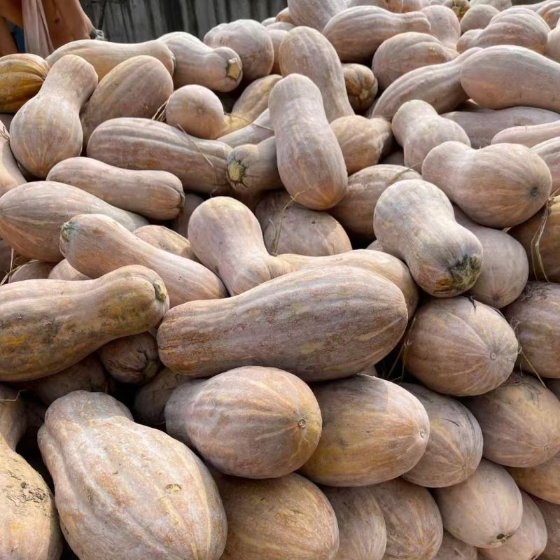 蜂蜜南瓜种子早熟大果蜜本南瓜粉糯甜蜜品质上乘口感优良
