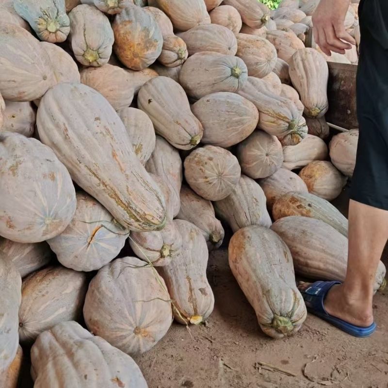 蜂蜜南瓜种子早熟大果蜜本南瓜粉糯甜蜜品质上乘口感优良