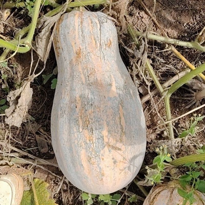 蜂蜜南瓜种子早熟大果蜜本南瓜粉糯甜蜜品质上乘口感优良