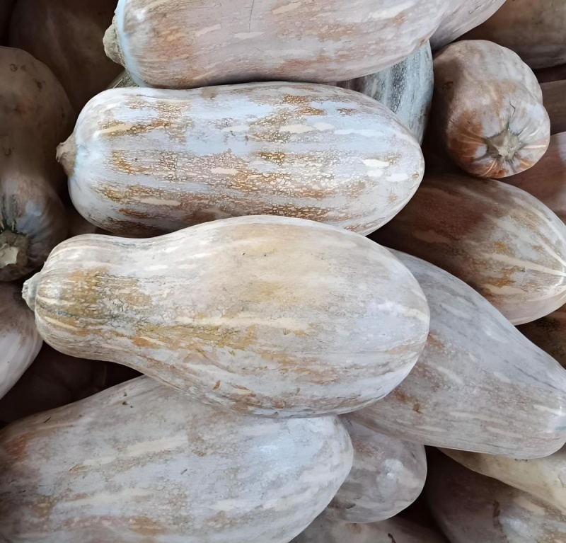 蜂蜜南瓜种子早熟大果蜜本南瓜粉糯甜蜜品质上乘口感优良