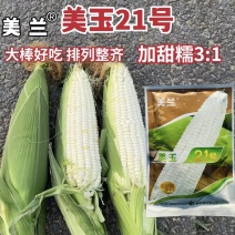 海南美玉21号玉米种子加甜糯玉米种籽大棒甜糯白玉米种子