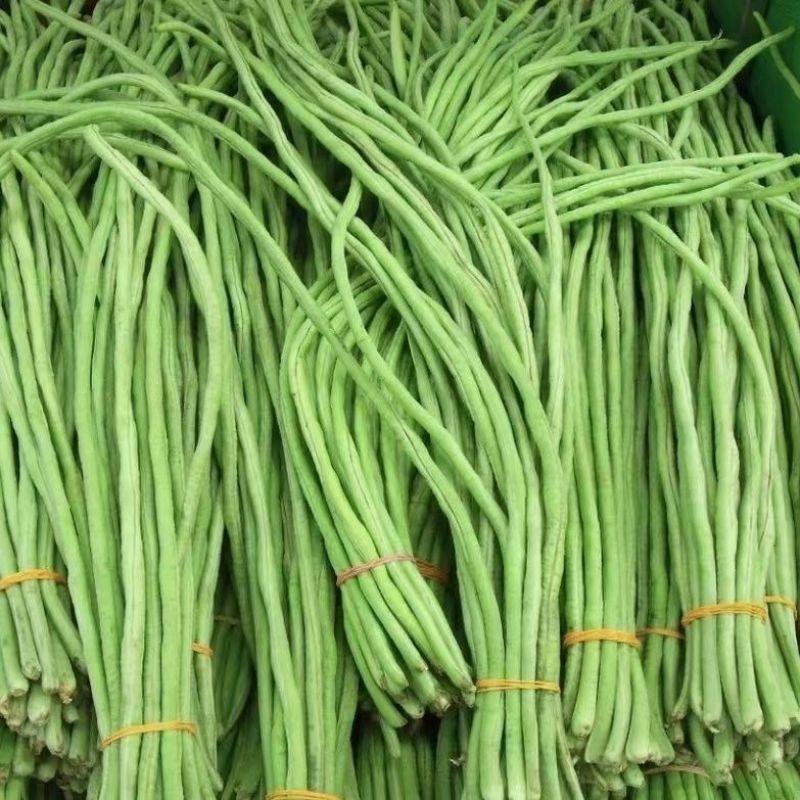 花籽油白豆角种子高产抗病长豇豆种籽春秋蔬菜