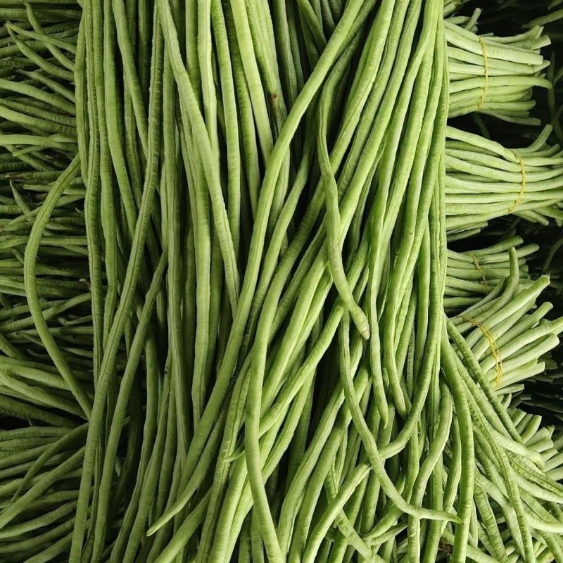 花籽油白豆角种子高产抗病长豇豆种籽春秋蔬菜