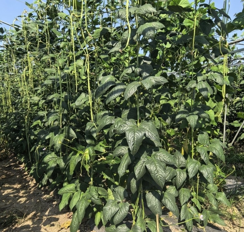 花籽油白豆角种子高产抗病长豇豆种籽春秋蔬菜