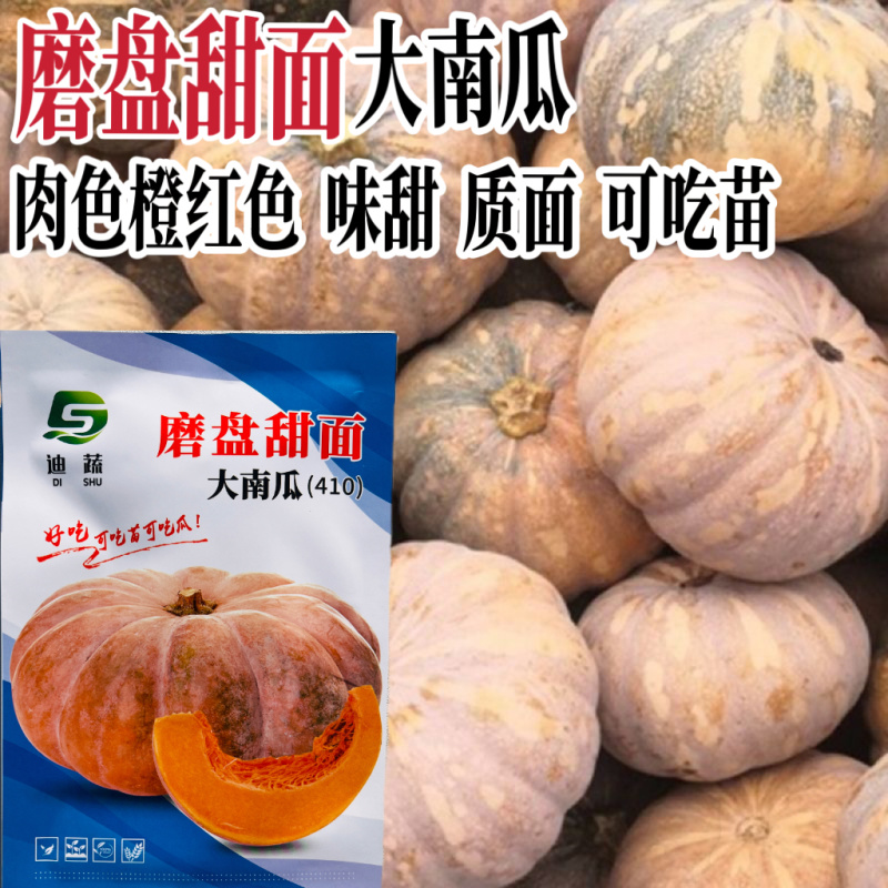 磨盘甜面大南瓜南瓜种子粉面香甜大果高产抗病商品性佳