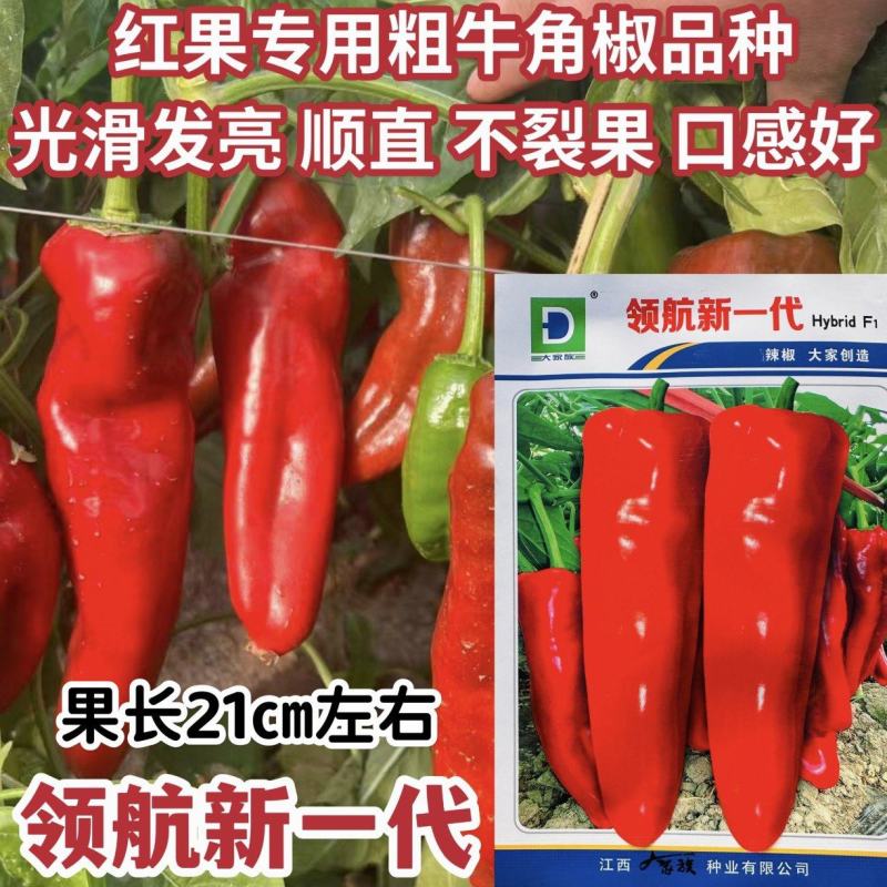 大家族红辣椒种子领航新一代辣椒种子大果红果专用牛角椒种籽