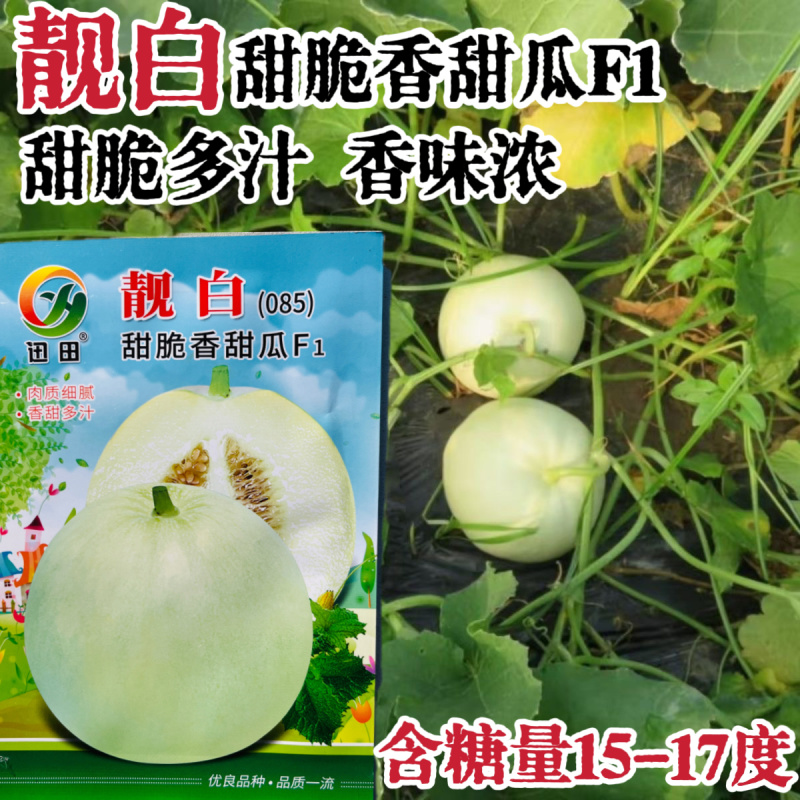 靓白甜瓜种子薄皮优质果梨形糖分高香味浓白皮白肉香