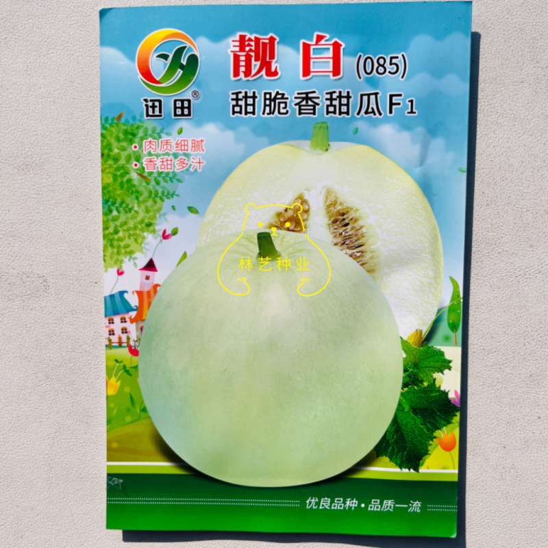 靓白甜瓜种子薄皮优质果梨形糖分高香味浓白皮白肉香