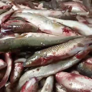 梭鱼渤海湾六两至八两新鲜海鱼