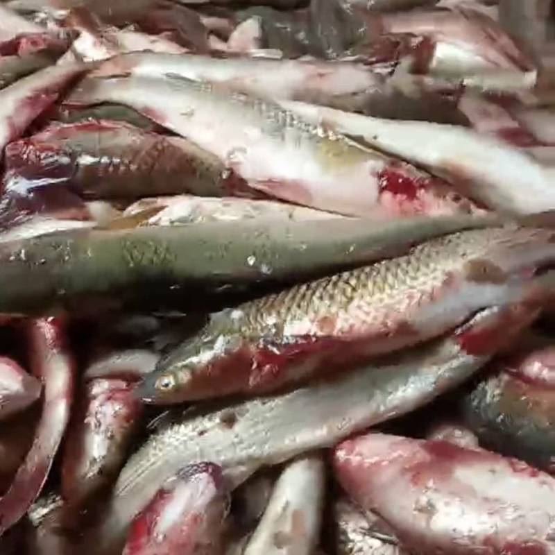 梭鱼渤海湾六两至八两新鲜海鱼
