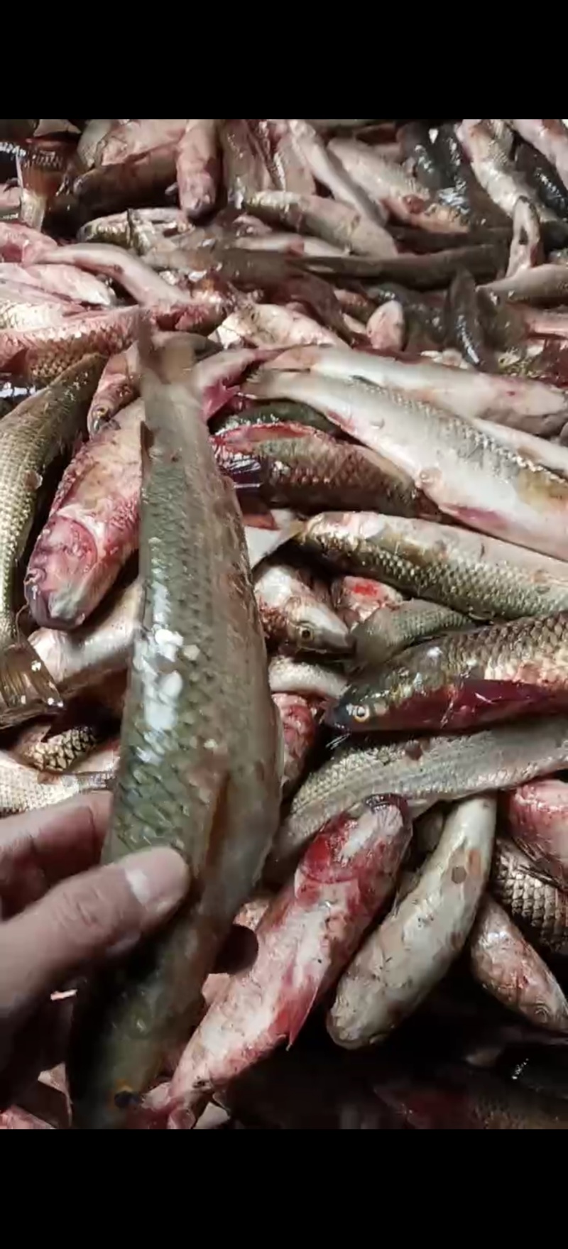 梭鱼渤海湾六两至八两新鲜海鱼
