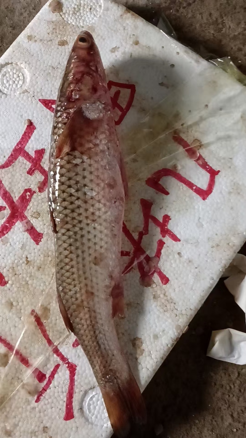 梭鱼渤海湾六两至八两新鲜海鱼