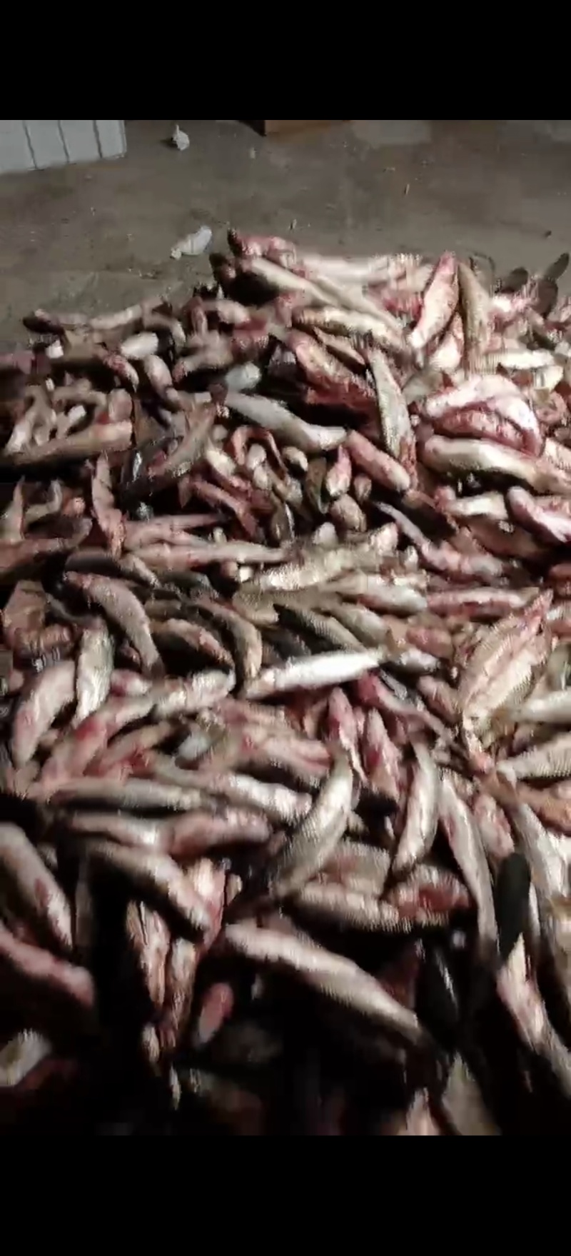梭鱼渤海湾六两至八两新鲜海鱼