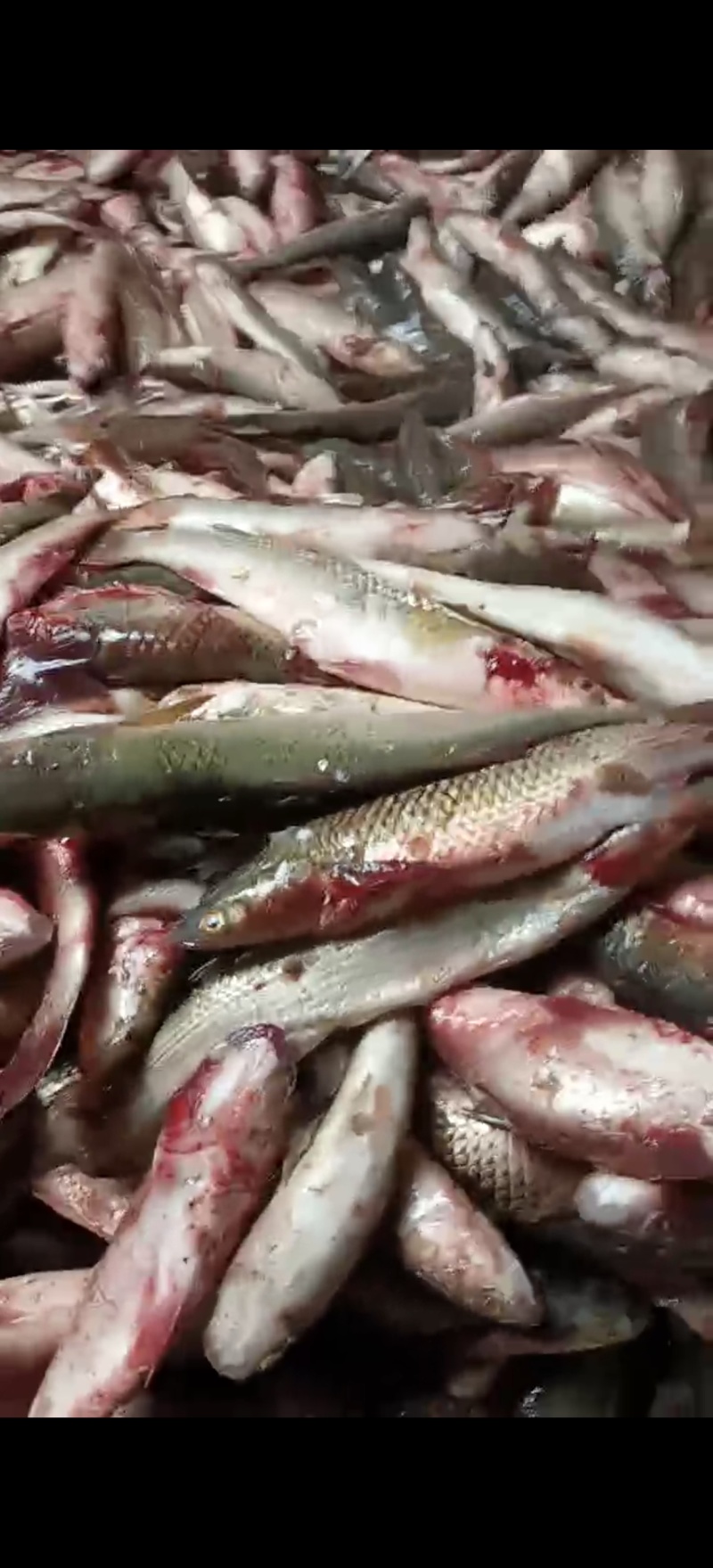 梭鱼渤海湾六两至八两新鲜海鱼