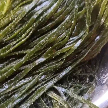 大连海带质量保证
