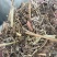 花生秧草料无土无膜无霉变