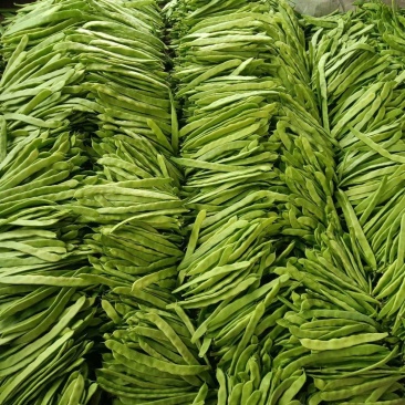山东省莘县扁芸豆，暖棚货，现摘现发
