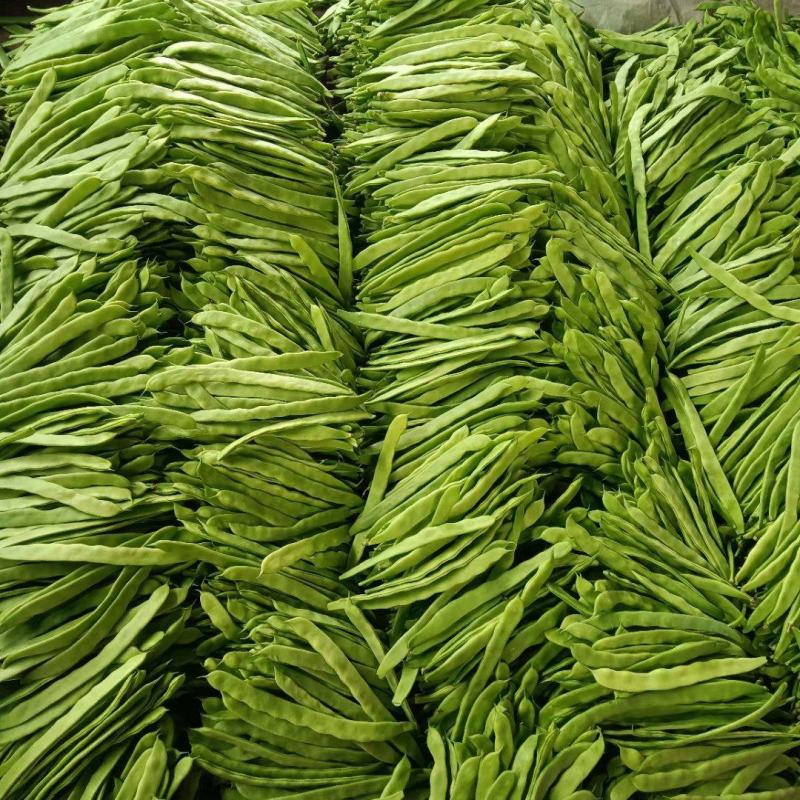 山东省莘县扁芸豆，暖棚货，现摘现发