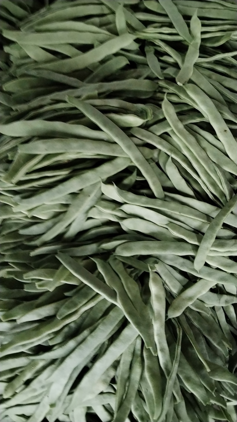 山东省莘县扁芸豆，暖棚货，现摘现发