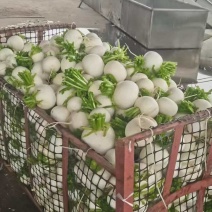 白萝卜