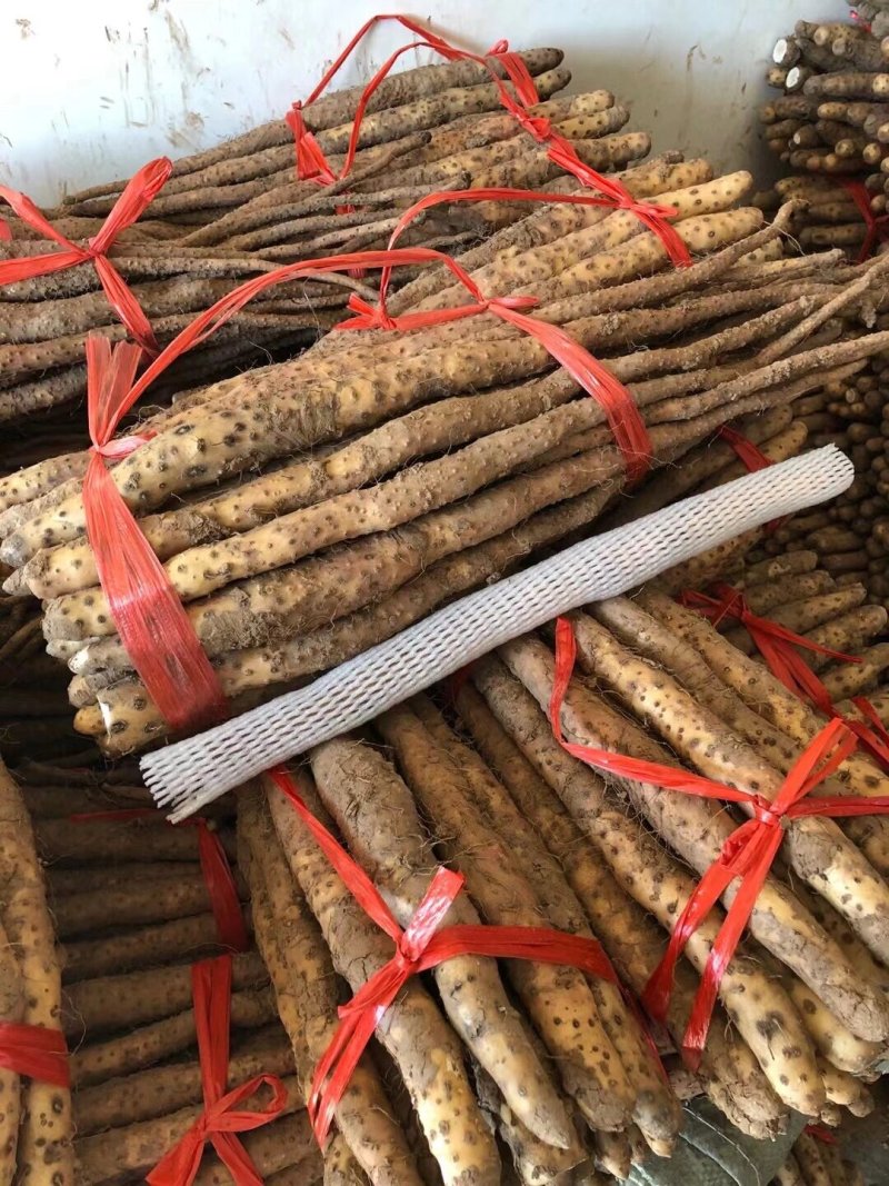 河南焦作温县铁棍山药