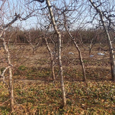 占地桃树裸根桃树量大便宜产地直发上货速度快