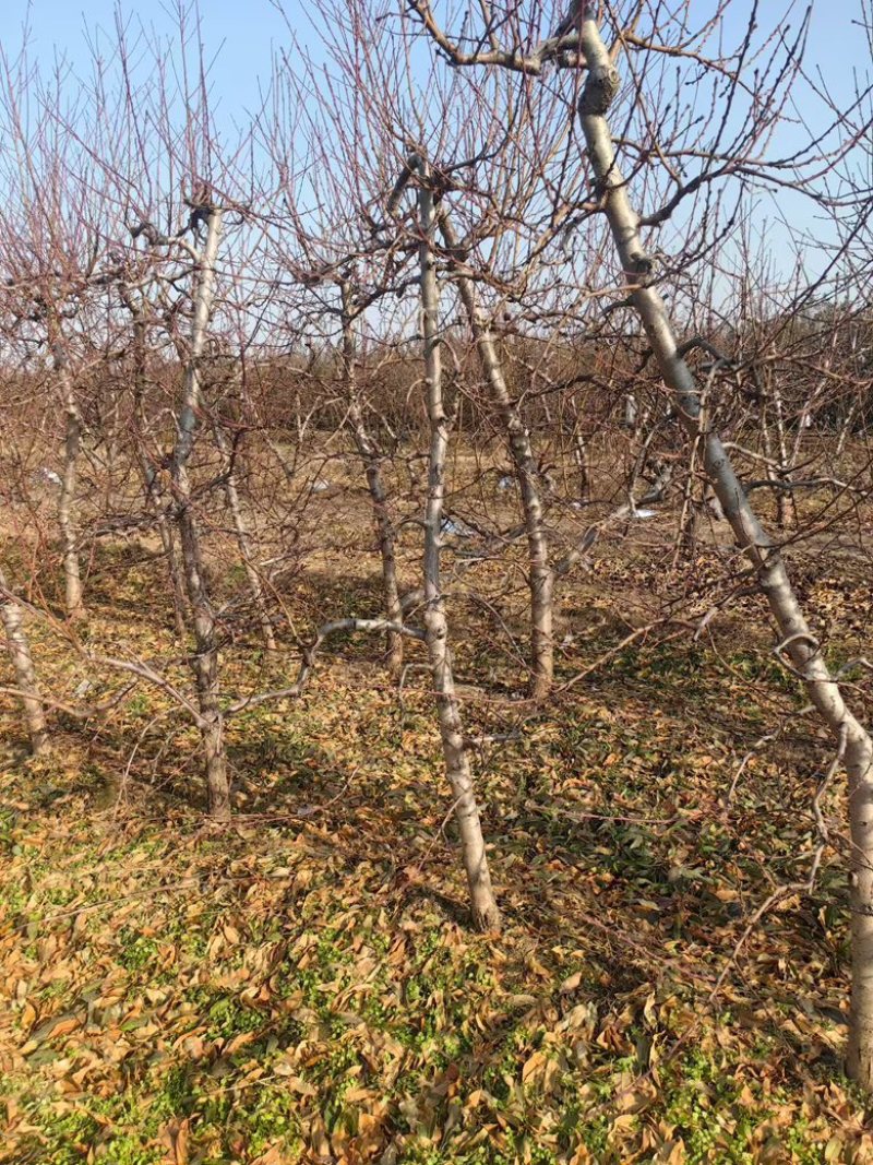 占地桃树裸根桃树量大便宜产地直发上货速度快