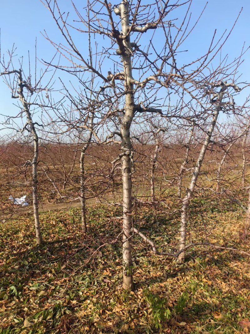 占地桃树裸根桃树量大便宜产地直发上货速度快