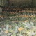 香水菠萝
