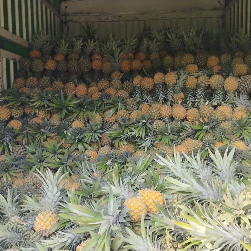 香水菠萝