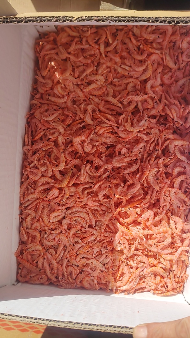 南极鳞虾