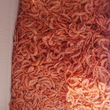 南极鳞虾