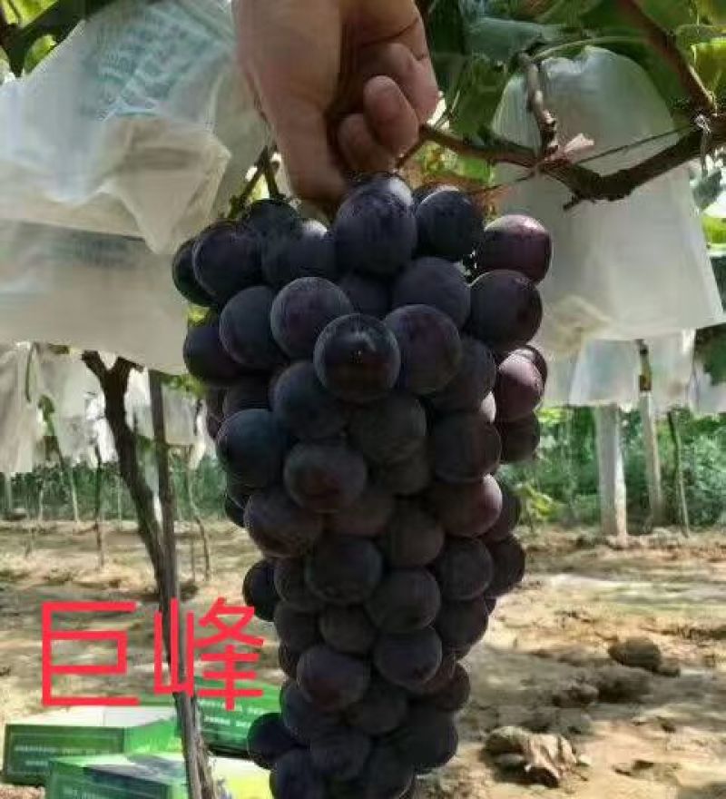 新人入行