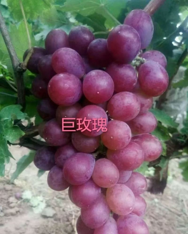 新人入行