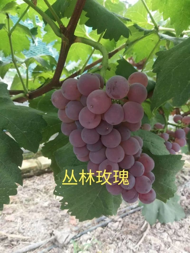 新人入行