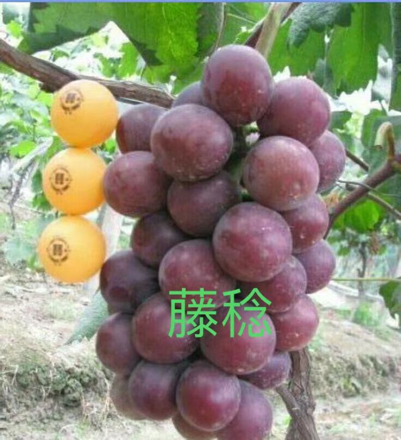 新人入行