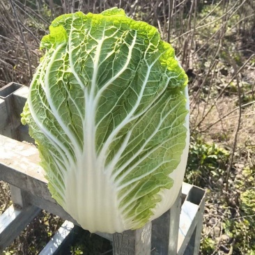 黄心白菜，散装黄心白菜，湖北黄心白菜，广西白菜