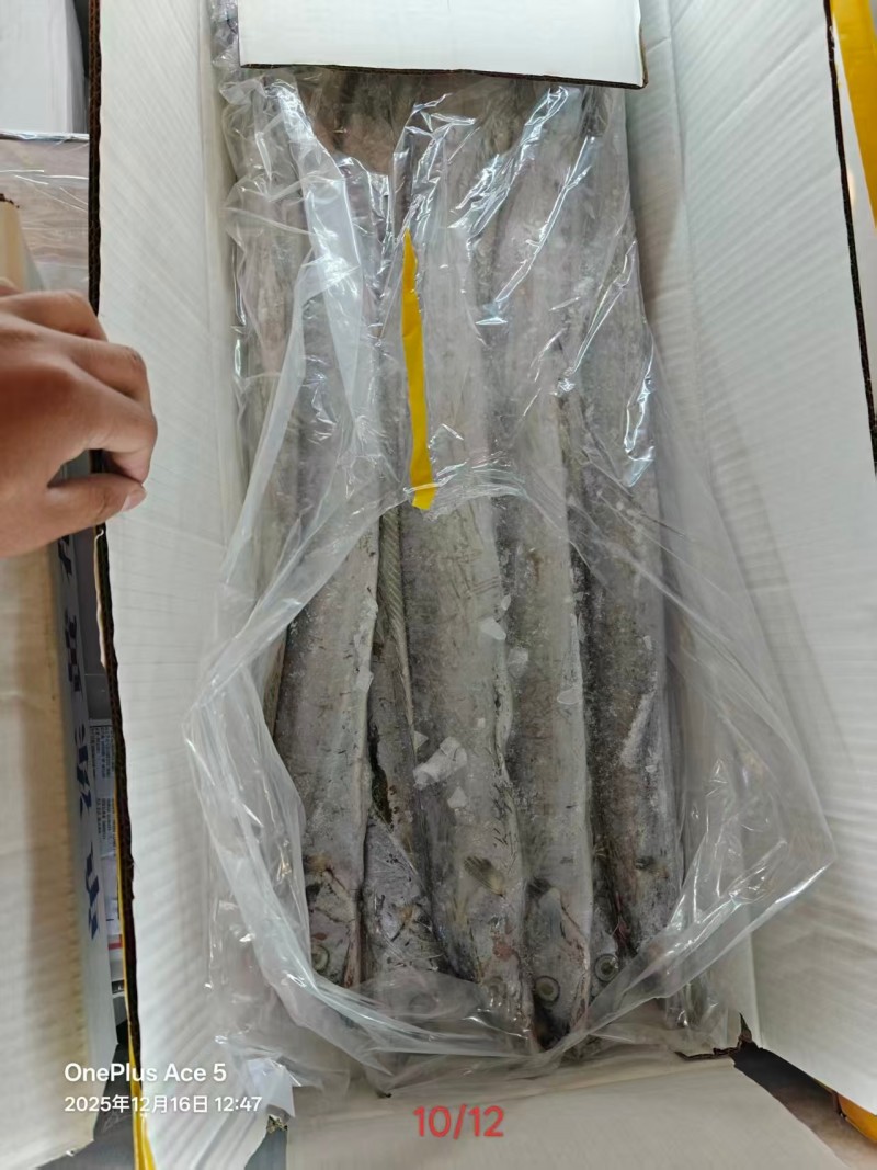 8-10纯干带鱼