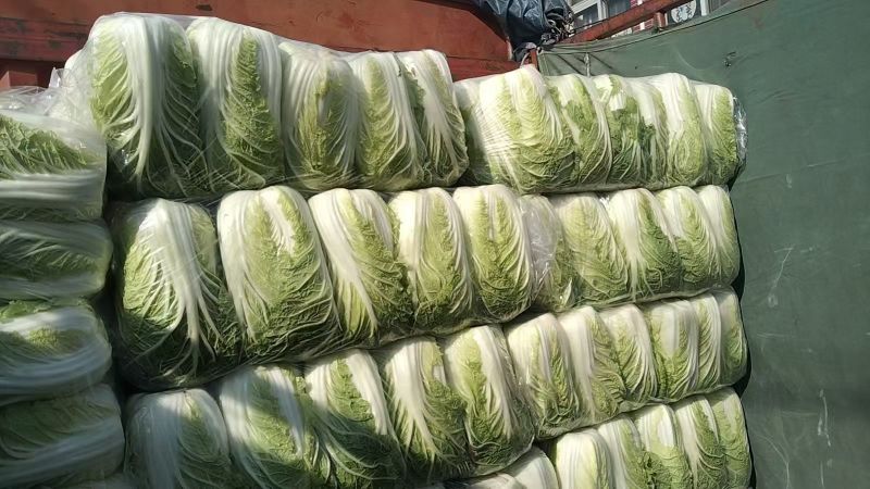 黄心白菜，散装黄心白菜，湖北黄心白菜，广西白菜