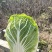 黄心白菜，散装黄心白菜，湖北黄心白菜，广西白菜