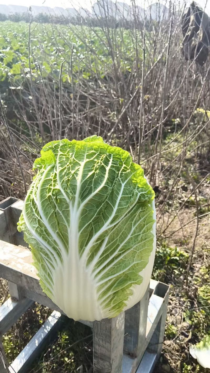 黄心白菜，散装黄心白菜，湖北黄心白菜，广西白菜