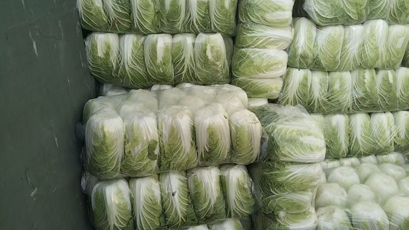 黄心白菜，散装黄心白菜，湖北黄心白菜，广西白菜